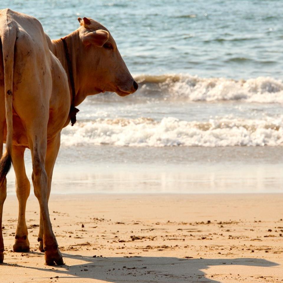 Beaches In Goa -Cow on a north goa beach